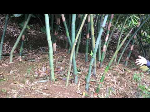 種竹子