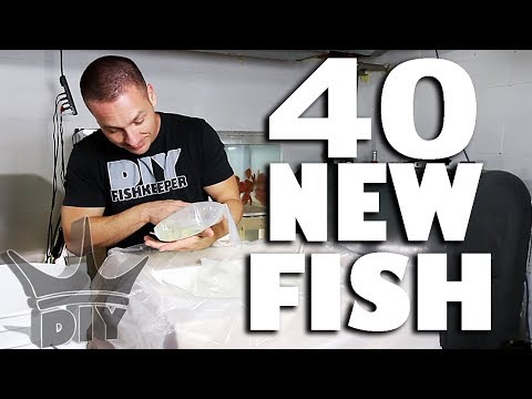 40 NEW AQUARIUM FISH