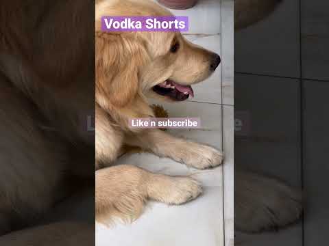 #cutedog #satindersartaaj #punjabishorts #sartaajlive