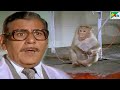 बंदर ने बचाई जैकी श्राफ की जान Jawab Hum Denge Full 
