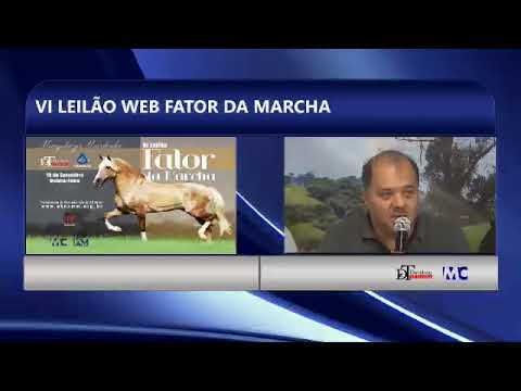 VI LEILÃO WEB FATOR DA MARCHA