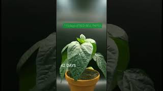 115 Days of BELL PEPPER to SEED Reverse TIMELAPSE in 15 sec| #timelapse #shorts #shortsfeed #plants