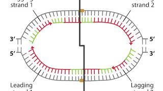 Bi directional replication