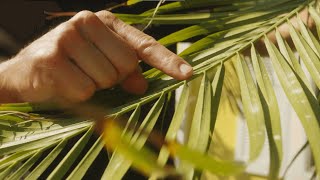 Tree and Palm Pests: Signs & Symptoms