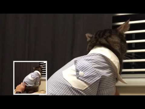 Zelia, The Tongueless Cat, wants a massage from Foster Papa.