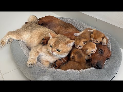 YouTube 썸네일