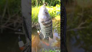 Download lagu Opening a new fishing spot, immediately strike a big tilapia fish🥰 #fishing mp3 Download lagu Opening a new fishing spot, immediately strike a big tilapia fish🥰 #fishing mp3