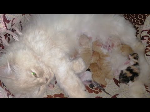 SNOWY ( CAT ) Giving Birth To 7 Kittens || Multi-Colors Kittens || Persian Cat | Animalia Dot Pk