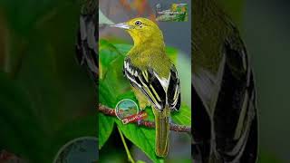 Download lagu Suara Pikat Burung Sirtu menjerit Kejepit bikin burung sirtu lain mendekat ! mp3