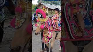 Download lagu Naik Kuda Renggong| Seni musik kuda renggong Sumedang mp3 Download lagu Naik Kuda Renggong| Seni musik kuda renggong Sumedang mp3