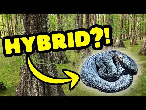 Habe ich einen Hybrid aus Klapperschlange und Wassermokassinotter gefunden?