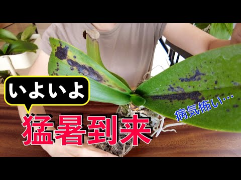 バスルームの蘭 胡蝶蘭の優れた例 湿気の多い場所