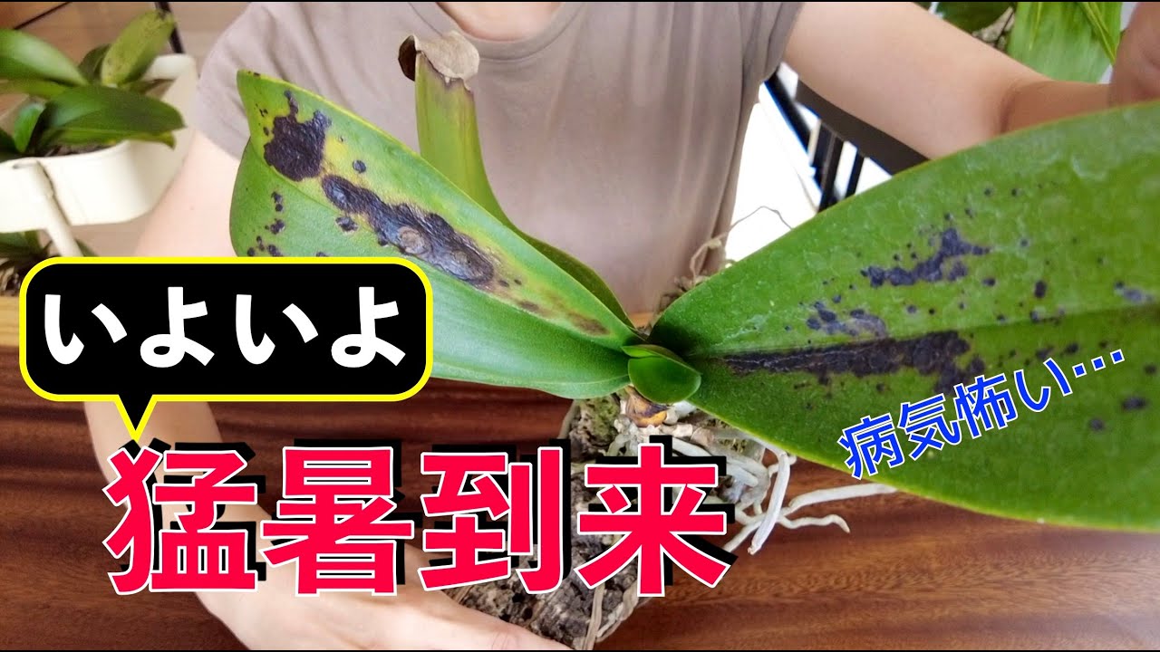 【真夏の胡蝶蘭】暑さから胡蝶蘭を守るために気をつけたい3つの事