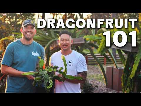 How to Grow Dragon Fruit Part 1 Soil Sun Water Containers and Fertilizing