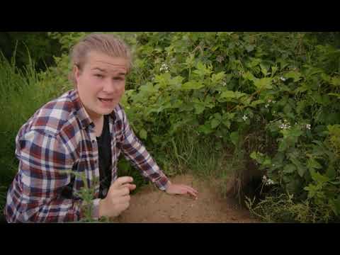 99 arter at se før du bliver voksen: RÆV