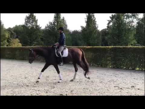 Follower v. Follow Me - Dimaggio