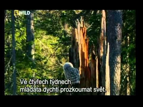 Ruska divocina S01E06 Udoli z prehistorickych dob NGW DVBSrip XviD 2009 NP