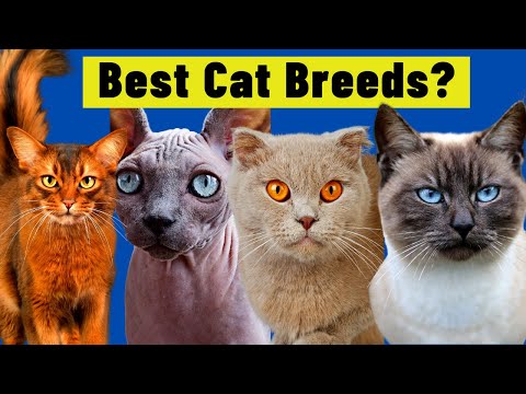 10 BEST CAT BREEDS FOR FIRST TIME OWNERS / BEGINNERS
