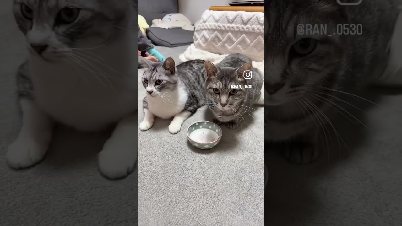 らんちゃんの学校へ行くまでのルーティン（顔がむくんでる日）