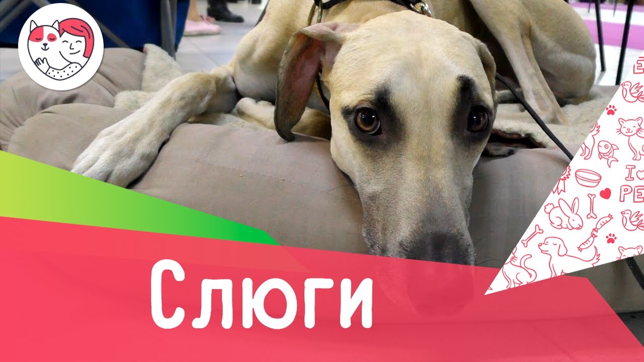 Слюги. Особенности породы, уход