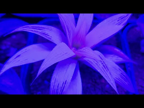 Your weekly plant virtual hobby, Feb 25, 2023