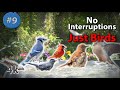 9. #CatTV Wild Birds Bathing & Drinking in a bIRDBATH w/ Chirping Sound - NO ADs Interrupting