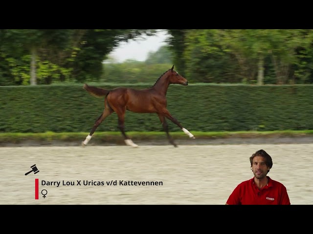 D'Ushi Z