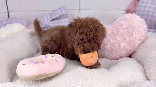 トイプードルの動画01