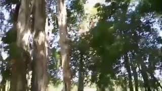 Download lagu Cover Lagu Minang-Hilang Tampek Batenggang mp3 Download lagu Cover Lagu Minang-Hilang Tampek Batenggang mp3