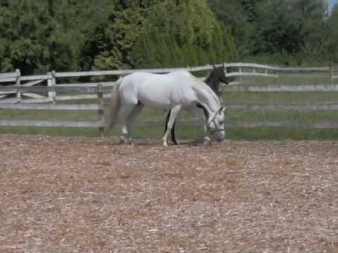 Free Love DSF (Freestyle x SPS Wahre Liebe x Welt Hit II) SOLD!