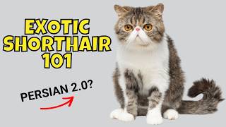 Exotic Shorthair Cat 101: What to Know Before Adopting One