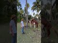 Mating This Philippine Pony