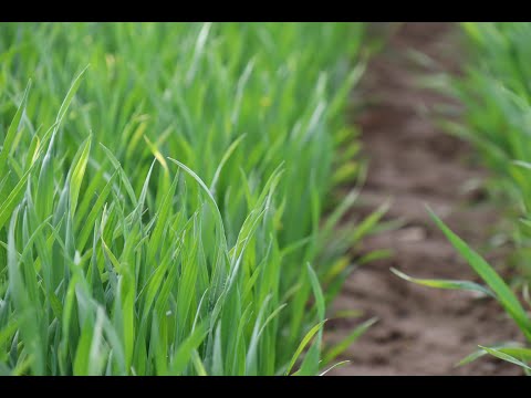 Handl Agrar "Punktgenau" #4 2023 - 2.Gabe Winterweizen