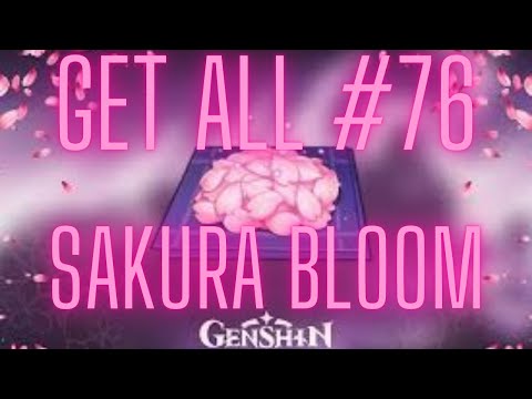How Get All #76 Sakura Bloom Locations - Farming Route : Genshin Impact Hoyoverse