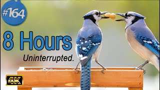 TV for Cats 😻 8 Hours of Birds 🐦 and Squirrels 🐿 Uninterrupted Cat TV Calming Nature Dog TV