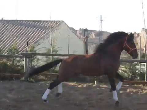 1289 2015 158cm PRE Stallion