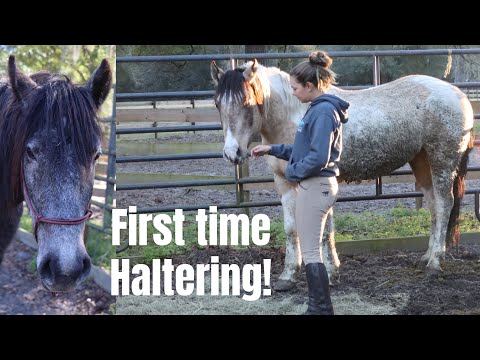 First Halterings! Mustang Gentling