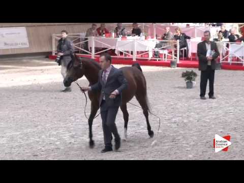 N.43 PERSENA - DEAUVILLE 2015 - Mares 4-7 years old (Class 4)