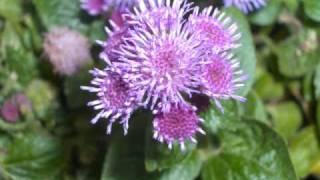 Widower - Easy Lovin