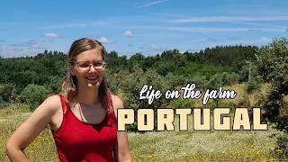 What is summer on our Portugal homestead really like...