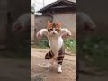 Comedy Tui Tui Funny Video Tui Tui Best Comedy Tui Tui Must Watch Special New Video