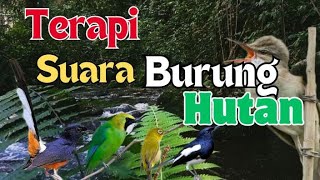 Download lagu Merdunya Suara Kicau Burung Di Hutan Untuk Terapi Burung Cepat Gacor, Relaksasi, Burung Anti Stress mp3 Download lagu Merdunya Suara Kicau Burung Di Hutan Untuk Terapi Burung Cepat Gacor, Relaksasi, Burung Anti Stress mp3