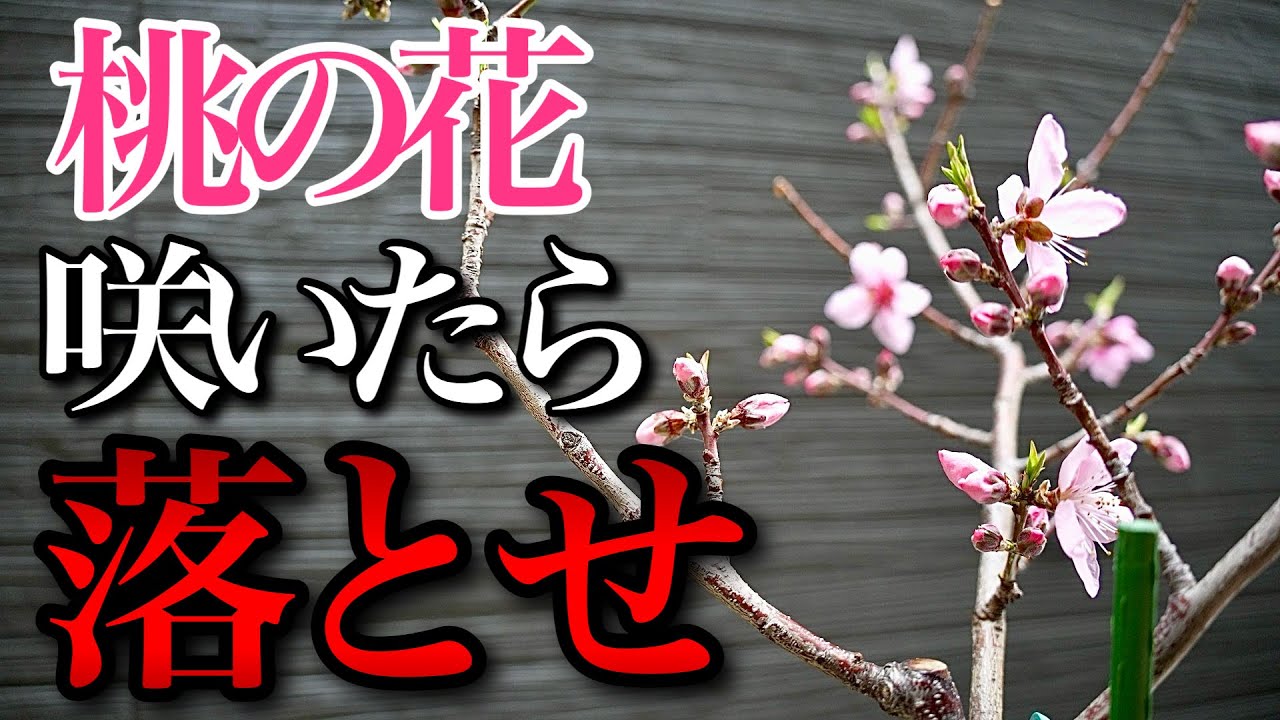 【甘い桃を収穫したいなら】桃の花が咲いたら必ず落とすべき理由がこちらです