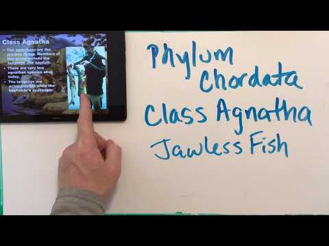 Chordates...Animals With Some Real Spine!