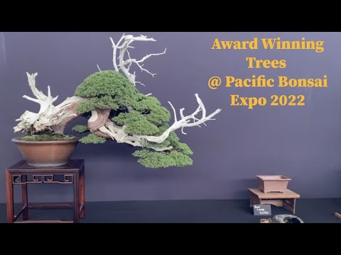 Award Winning Trees at the Pacific Bonsai Expo 2022 - Bonsai Exhibition - Baikoen Bonsai Club