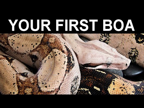 Your First Pet Boa Constrictor: A Complete Care Guide for Beginning Boa Keepers