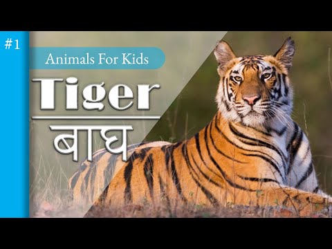 Tigers for Kids: Learn All About Tigers - FreeSchool . Animal Series EP-1 #tiger #forkids #gk