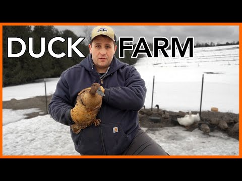 , title : 'What I wish I’d known before starting a Duck Farm'