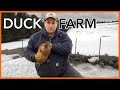 What I Wish I D Known Before Starting A Duck Farm