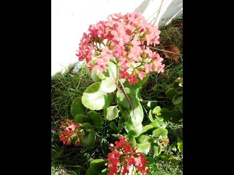 Mi bon siach - D'veykus (steel pan cover)